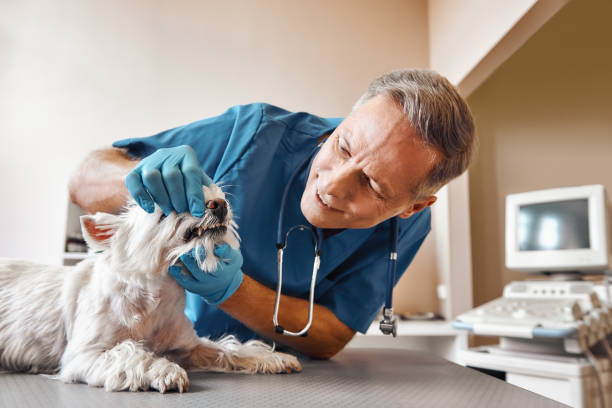 Best Same-Day Emergency Dentist in St Hedwig, TX